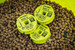 Przypon do tyczki Matrix MXC-4 X-Strong Bait Band